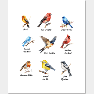 Garden Birds Oriole-Red Crossbill-Indigo Bunting-Mountain BlueBird-Barn Swallow Posters and Art